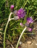 Cirsium rivulare. Верхушки растений с соцветиями. Украина, Львовская обл., Бориславский горсовет, пгт Сходница, возле дороги. 09.06.2014.