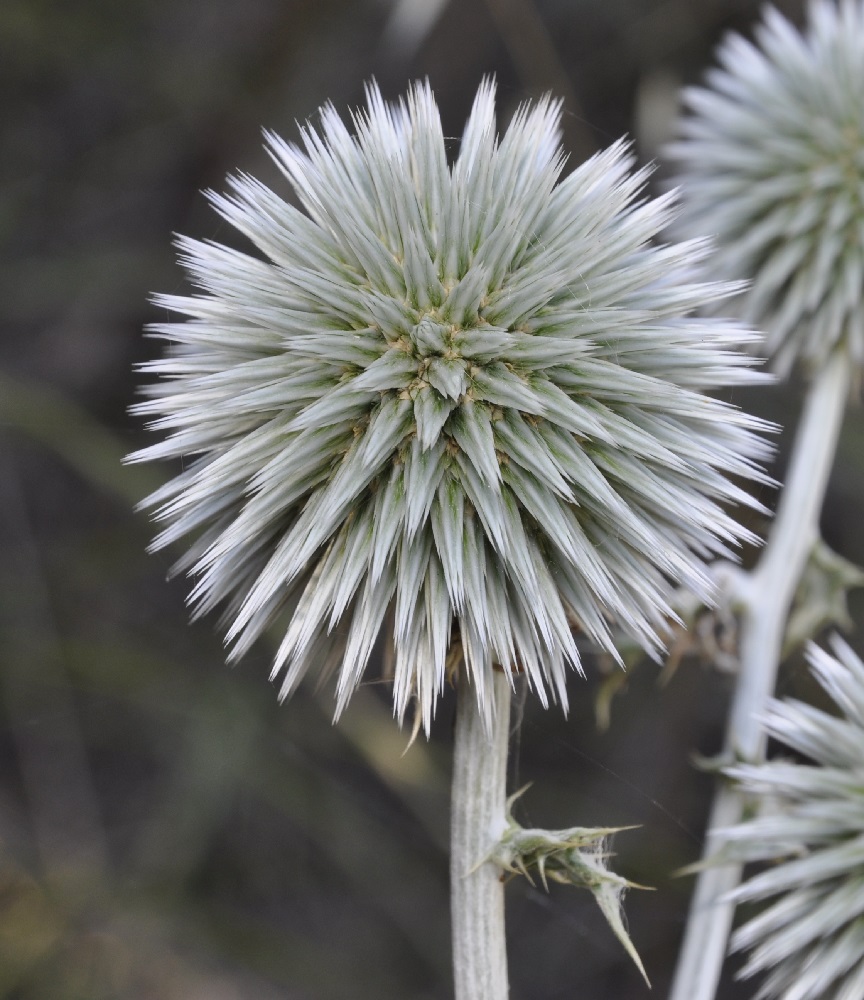 Изображение особи Echinops albidus.