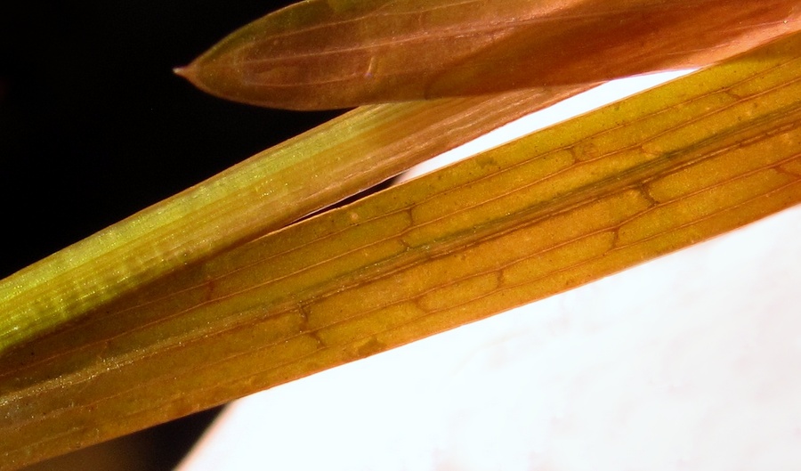 Image of Potamogeton friesii specimen.