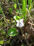 Viola palustris