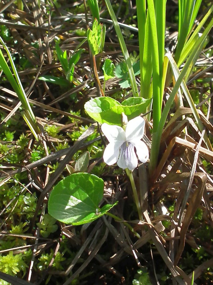 Image of Viola palustris specimen.