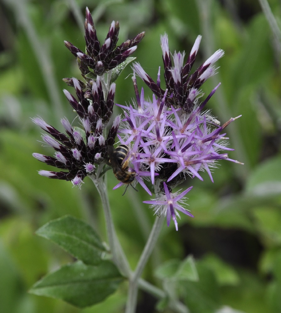 Изображение особи Staehelina uniflosculosa.