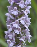 Gymnadenia conopsea