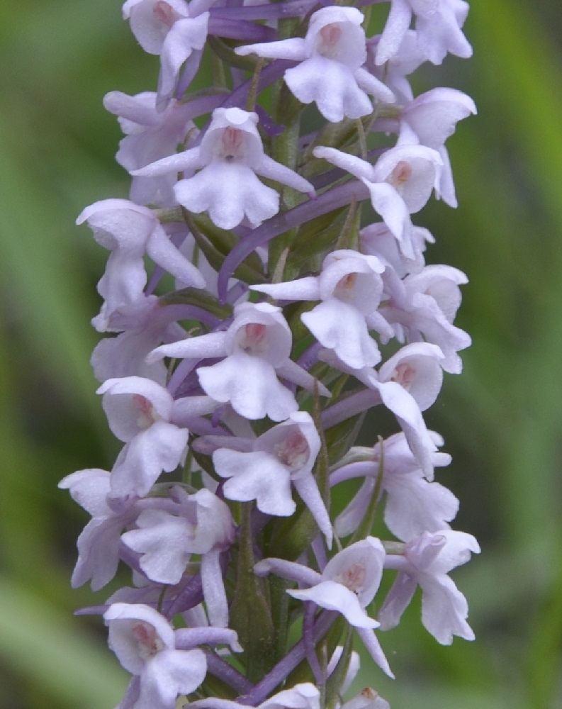 Image of Gymnadenia conopsea specimen.