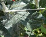 Eryngium planum