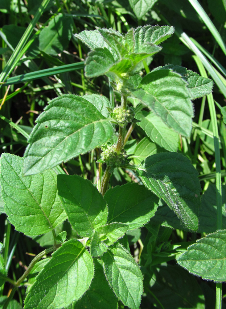 Image of Mentha arvensis specimen.