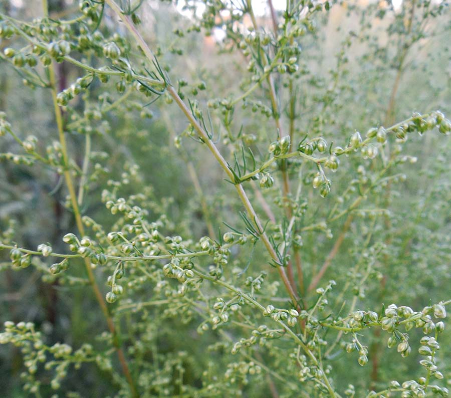 Image of Artemisia scoparia specimen.