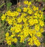 Senecio jacobaea