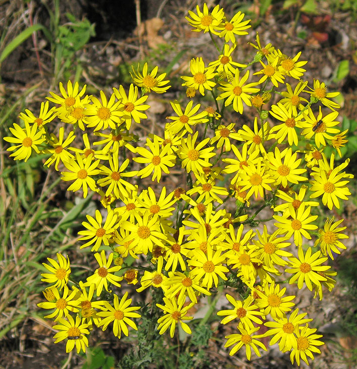 Изображение особи Senecio jacobaea.