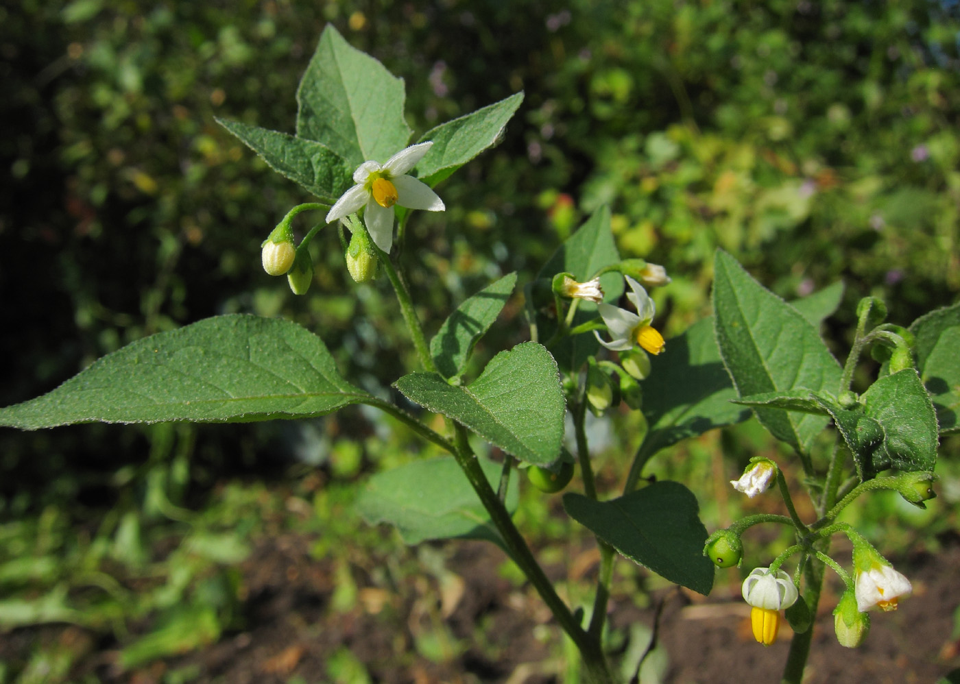 Изображение особи Solanum nigrum.