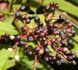 Sambucus ebulus. Соплодие. Республика Абхазия, Новый Афон, опушка зарослей на склоне горы. Август 2014 г.