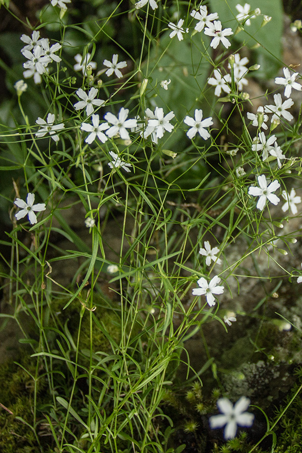 Image of genus Heliosperma specimen.