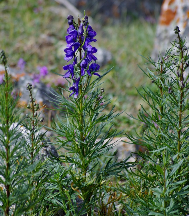 Image of Aconitum soongaricum specimen.