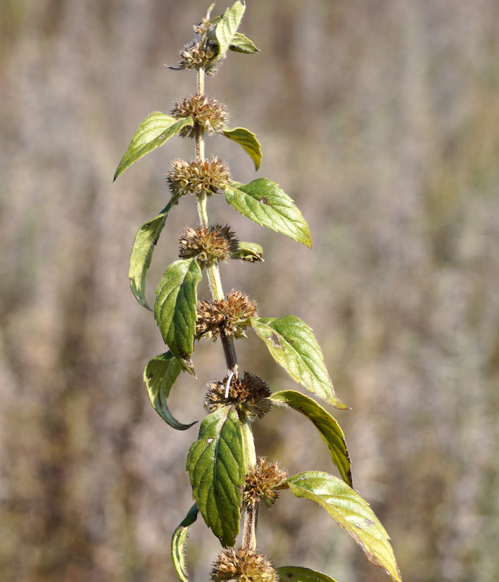 Image of Mentha canadensis specimen.