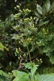 Scrophularia nodosa. Верхушка растения с плодами. Старый Петергоф, парк \"Сергиевка\", конец сентября.