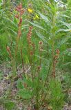 Rumex acetosa. Цветущее растение. Кольский п-ов, Восточный Мурман, пос. Дальние Зеленцы. 30.07.2009.