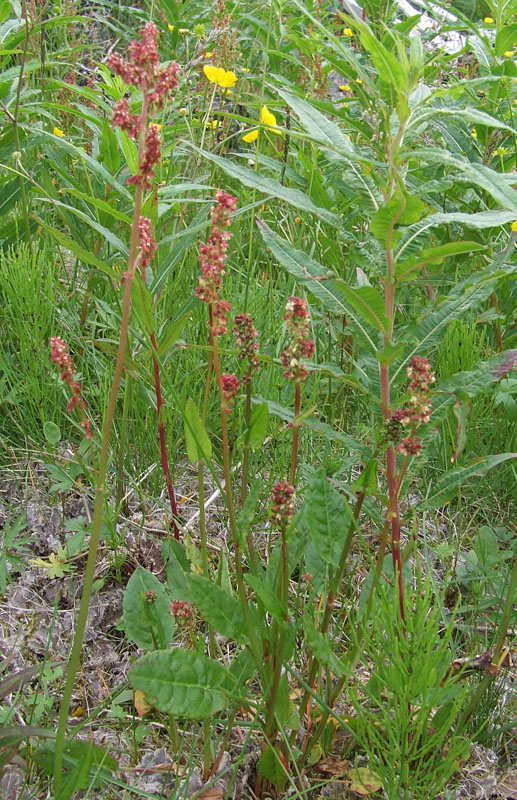 Изображение особи Rumex acetosa.