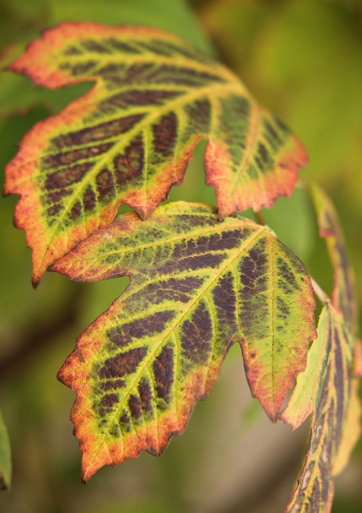 Image of Viburnum opulus specimen.