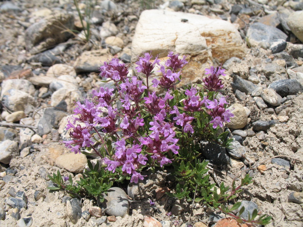 Изображение особи Thymus karatavicus.