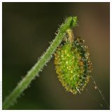 Linnaea borealis