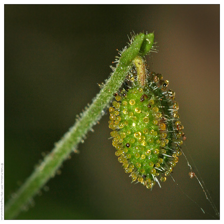 Image of Linnaea borealis specimen.