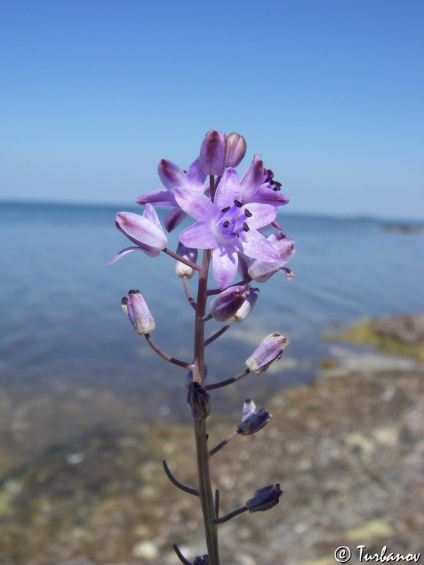 Image of Prospero autumnale specimen.