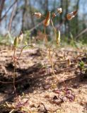 Erophila verna