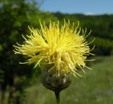 Centaurea orientalis