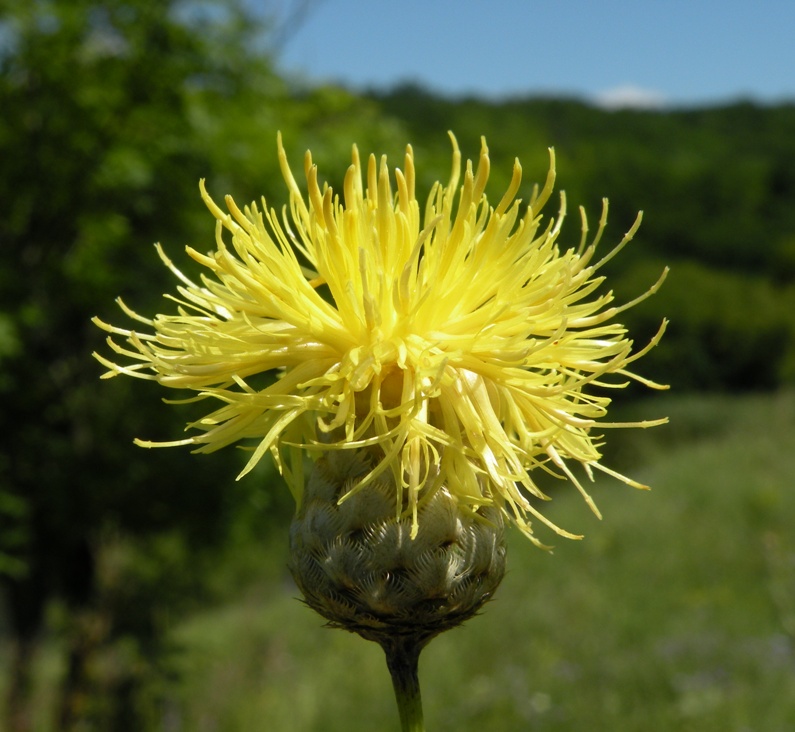 Изображение особи Centaurea orientalis.