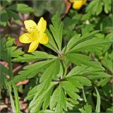 Anemone ranunculoides