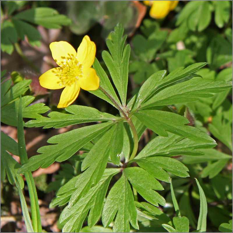Изображение особи Anemone ranunculoides.