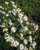 Tripleurospermum inodorum