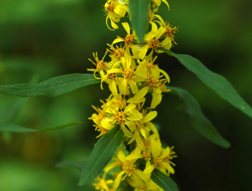 Image of Solidago decurrens specimen.