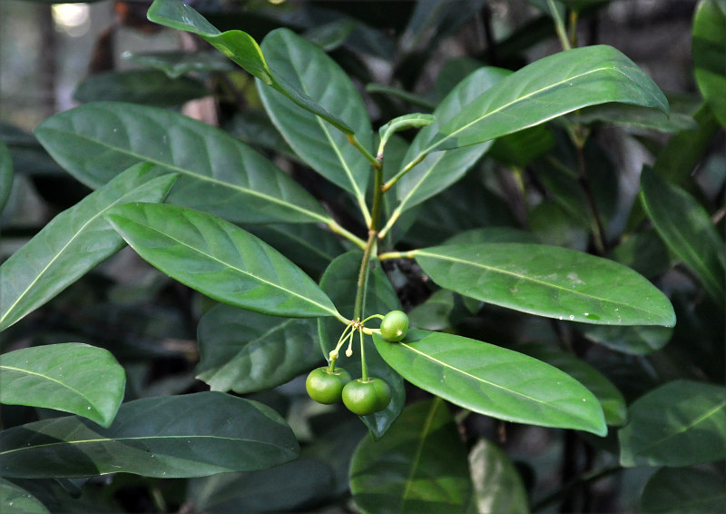 Image of Actephila excelsa specimen.