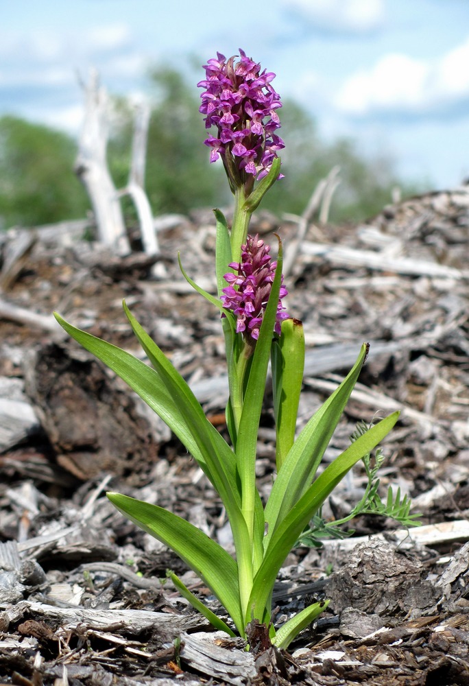 Image of Dactylorhiza incarnata specimen.