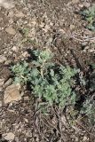 Astragalus nucifer