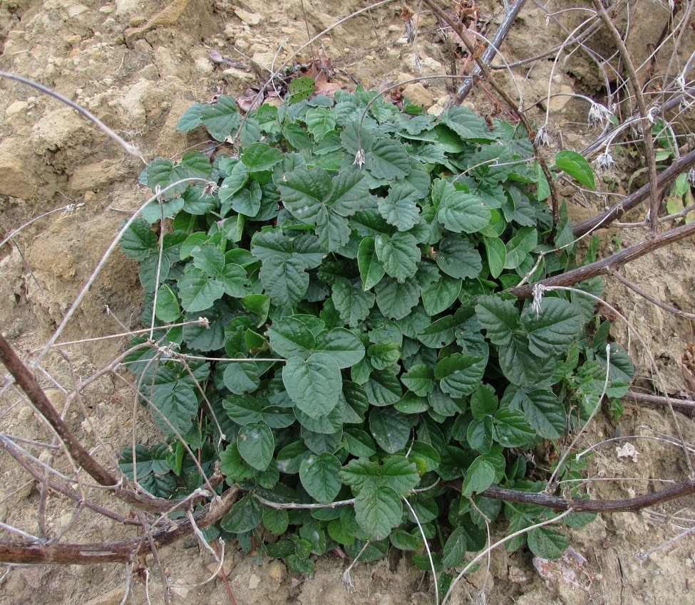 Изображение особи Psoralea bituminosa ssp. pontica.