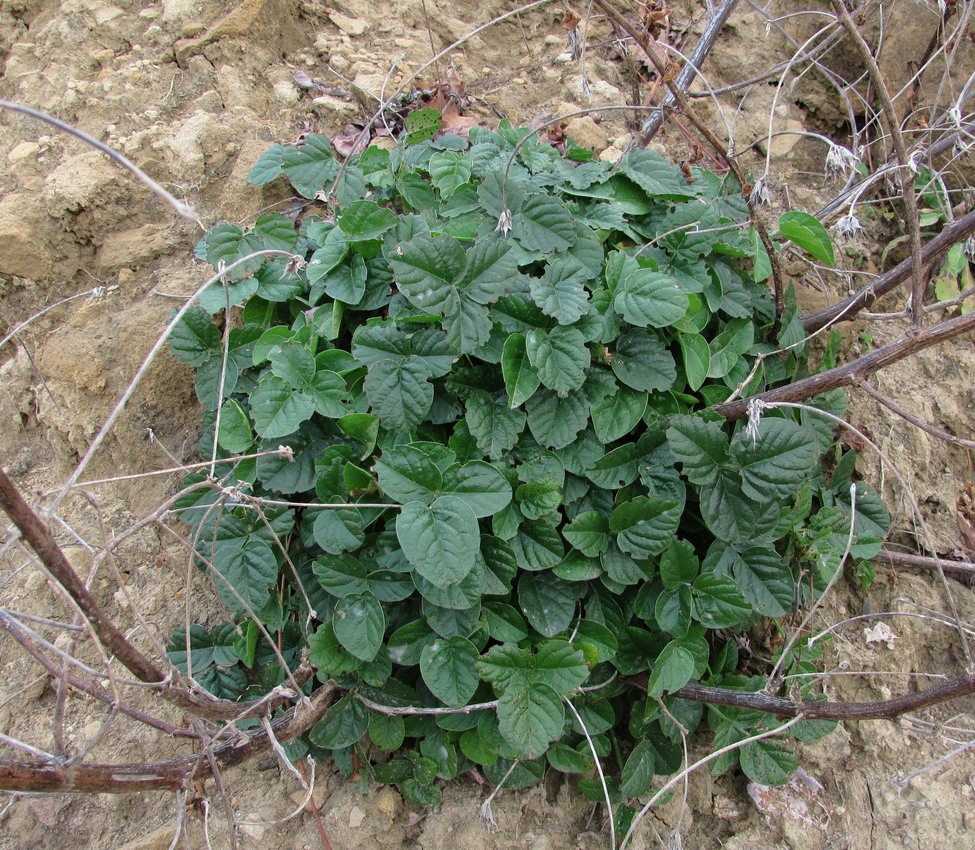 Image of Psoralea bituminosa ssp. pontica specimen.