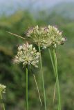 Allium