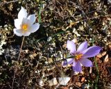 Crocus pallasii. Цветущие растения в петрофитной степи (обычная и белоцветковая формы). Крым, Севастополь, Караньское плато. 25.10.2014.