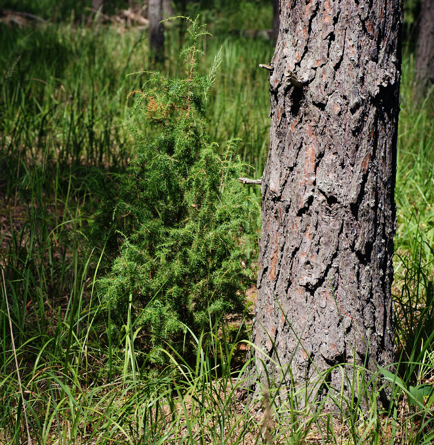 Image of Juniperus communis specimen.