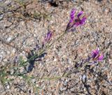 Astragalus varius. Веточки с соцветиями. Крым, Керченский п-ов, Опукский заповедник, ракушечный пляж. 20.04.2015.