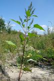 Cyclachaena xanthiifolia. Цветущее растение на окраине свалки. Барнаул, Пивоварский песчаный карьер. 18.08.2009.