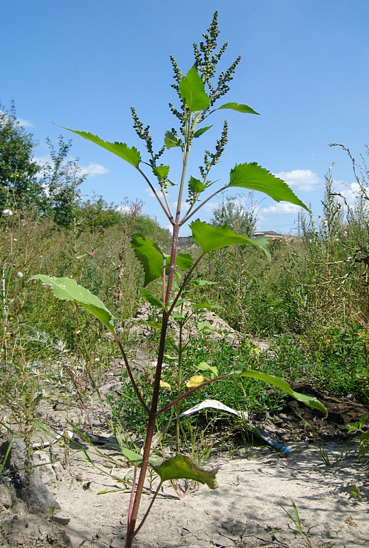 Изображение особи Cyclachaena xanthiifolia.