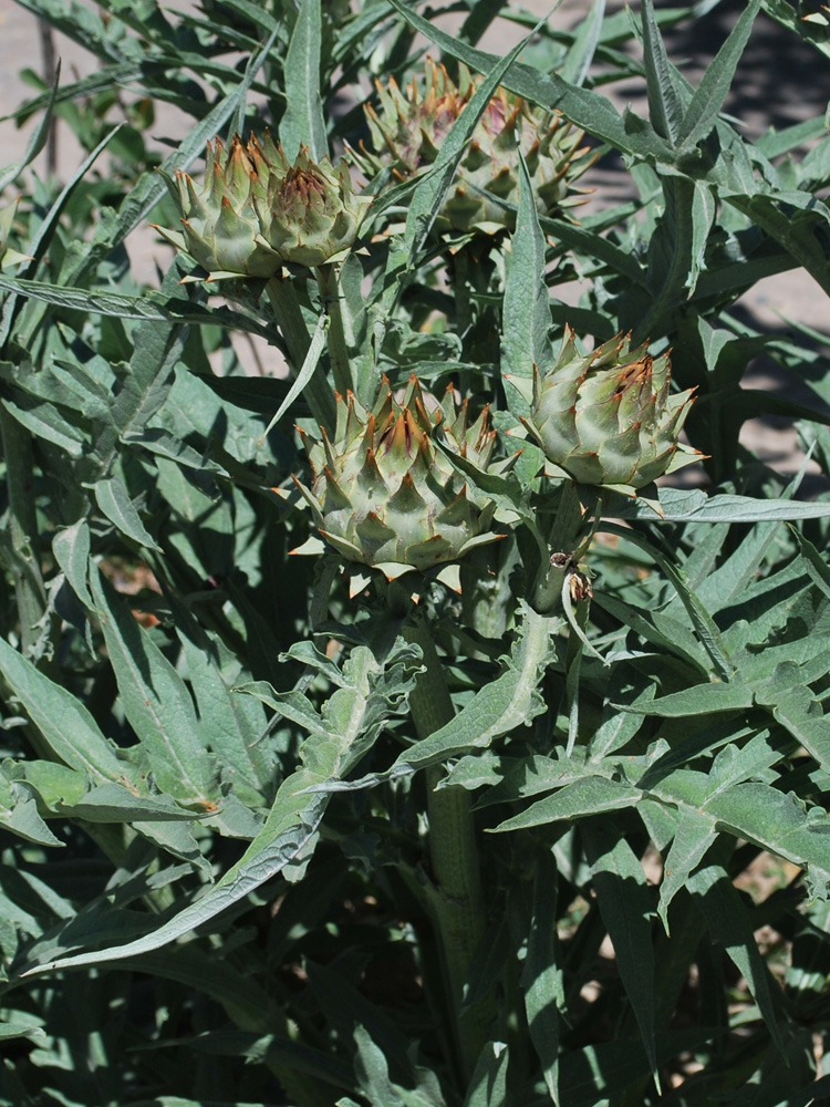 Изображение особи Cynara scolymus.