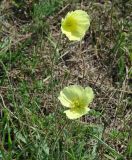 Papaver nudicaule. Верхушки цветущих растений. Иркутская обл., Усть-Ордынский р-н, долина р. Куда, луг. 14.08.2014.