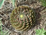 Orostachys spinosa