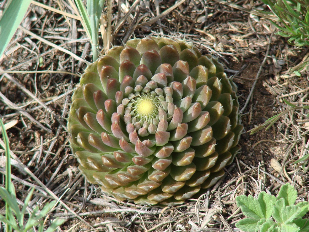 Image of Orostachys spinosa specimen.