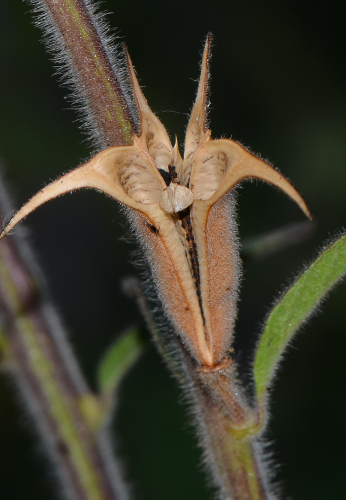 Изображение особи Ceratotheca triloba.