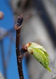 Ulmus glabra